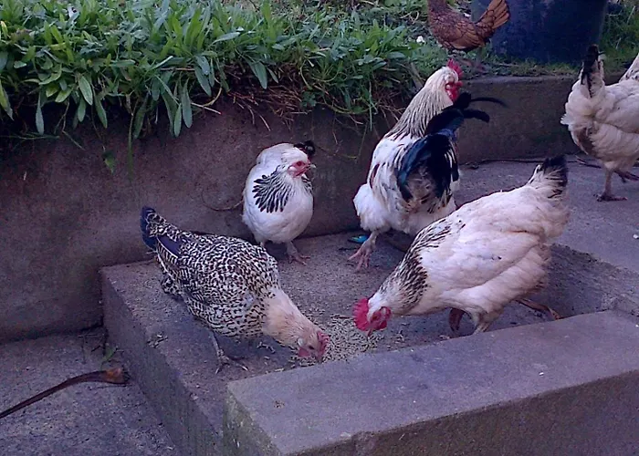 Seafield Kilbrittain