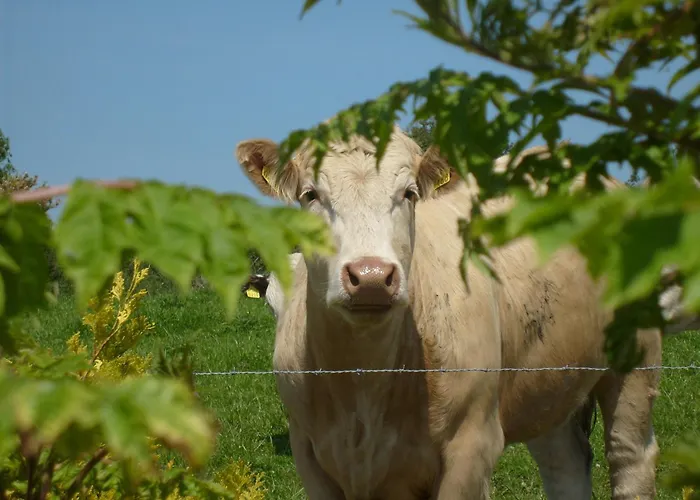 לינה וארוחת בוקר Seafield