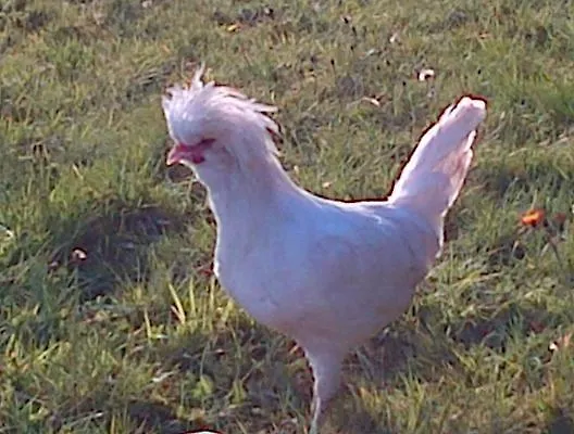 Alojamento de Acomodação e Pequeno-almoço Seafield Kilbrittain