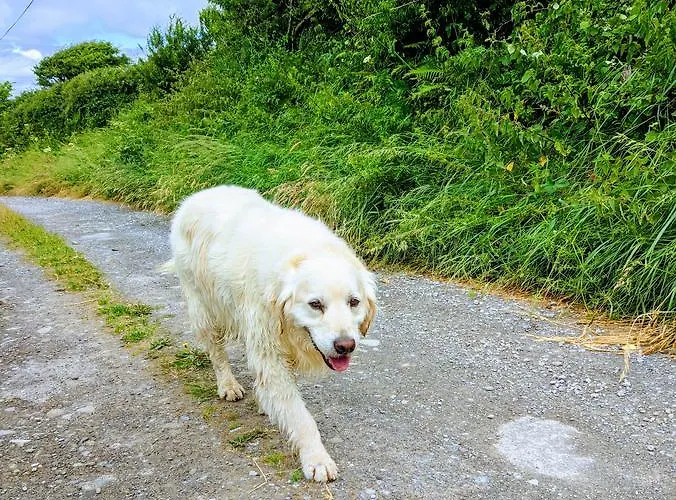 Seafield לינה וארוחת בוקר